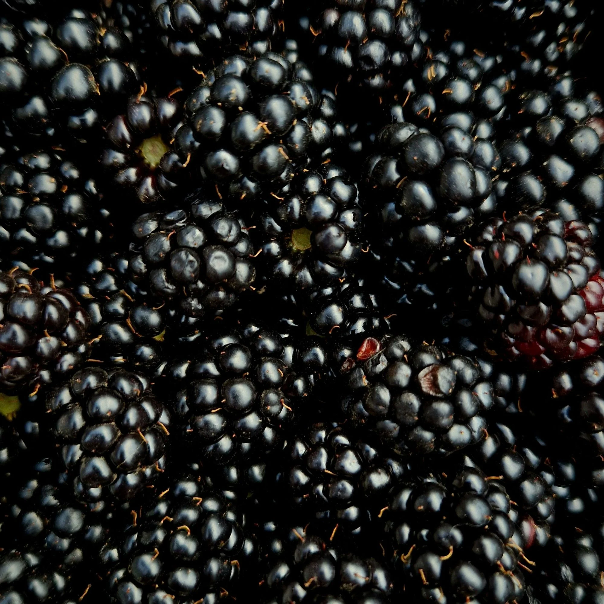 Zarzamoras Congeladas Frutas De Tarija X 250G - Image 2